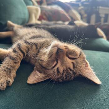 Cow -  Domestic Short Hair Cat for Adoption in Chicago, Illinois - Cow | PetCurious