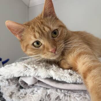 Peach (READ BIO) -  Domestic Short Hair Cat for Adoption in Yorktown, Indiana - Peach (READ BIO) | PetCurious