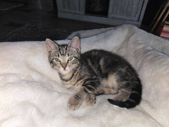 Pica 7753 -  Domestic Short Hair Cat for Adoption in Dallas, Texas - Pica 7753 | PetCurious