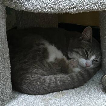 Domestic Short Hair Cats Available for Adoption in Springfield, Missouri - Chaps | PetCurious