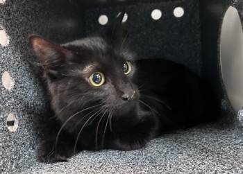 Ink -  Domestic Short Hair Cat for Adoption in New York, New York - Ink | PetCurious