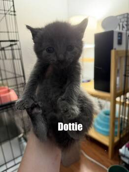 American Shorthair Cats Available for Adoption in Paulina, Louisiana - Dottie | PetCurious