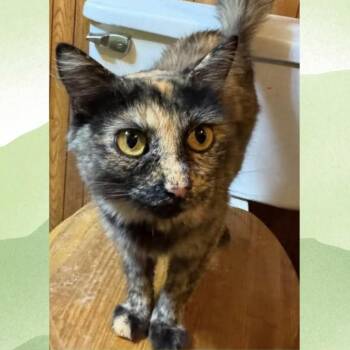 Gigi -  American Shorthair Cat for Adoption in Fort Payne, Alabama - Gigi | PetCurious