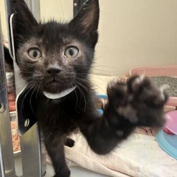 Plinko -  Domestic Short Hair Cat for Adoption in Richmond, Virginia - Plinko | PetCurious