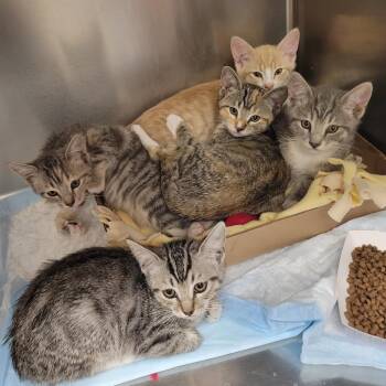 Boomerang -  Domestic Short Hair Cat for Adoption in Westminster, California - Boomerang | PetCurious