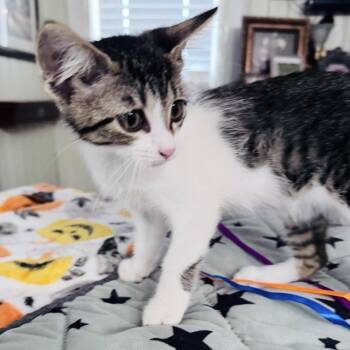 Tater Tot -  Domestic Short Hair Cat for Adoption in Liverpool, Texas - Tater Tot | PetCurious
