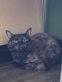 Tootsie -  Domestic Medium Hair Cat for Adoption in Mission Viejo, California - Tootsie | PetCurious