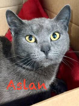 Aslan -  Domestic Short Hair Cat for Adoption in Frewsburg, New York - Aslan | PetCurious