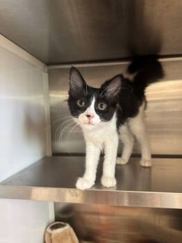 Lena -  Domestic Short Hair Cat for Adoption in Hilton Head Island, South Carolina - Lena | PetCurious