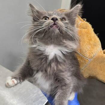 Marcus -  Domestic Short Hair Cat for Adoption in Tampa, Florida - Marcus | PetCurious