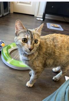 Domestic Short Hair Cats Available for Adoption in Houston, Texas - Rue Bennett | PetCurious
