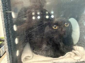 Mika -  Domestic Short Hair Cat for Adoption in Daytona Beach, Florida - Mika | PetCurious