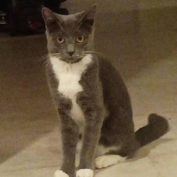 Tuscany -  Domestic Short Hair Cat for Adoption in Nampa, Idaho - Tuscany | PetCurious