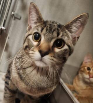 Rescue Domestic Short Hair Cats for Adoption in Mason City, Iowa - Harry | PetCurious