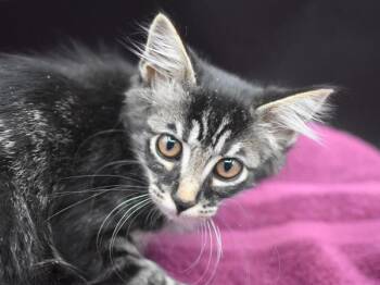 Waffle Kid -  Domestic Long Hair Cat for Adoption in Portland, Oregon - Waffle Kid | PetCurious