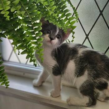 Milo -  Domestic Short Hair Cat for Adoption in Greenfield, Indiana - Milo | PetCurious