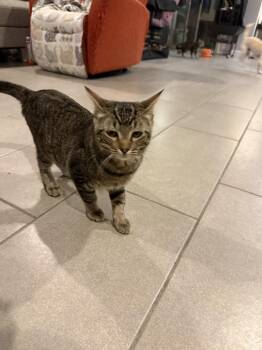 Domestic Short Hair Cats Available for Adoption - Enya | PetCurious
