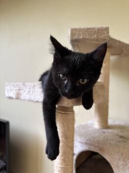 Rescue Domestic Short Hair Cats for Adoption in Baltimore, Maryland - Bonnie (Eye Patch Litter) | PetCurious