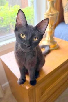 Rescue Domestic Medium Hair Cats for Adoption in Falmouth, Maine - MOLLY | PetCurious