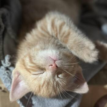 Domestic Short Hair Cats Available for Adoption - Neko, Winx And Marigold | PetCurious