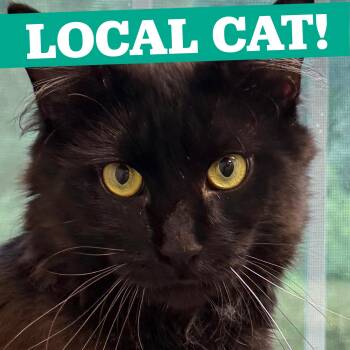 LOCAL CAT, Jefferson -  Domestic Long Hair Cat for Adoption in Scituate, Rhode Island - LOCAL CAT, Jefferson | PetCurious