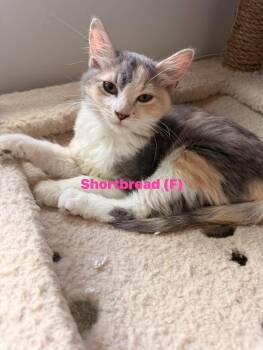 Shortbread -  Domestic Medium Hair and Dilute Calico Cat for Adoption in Clarksville, Tennessee - Shortbread | PetCurious