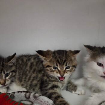 Crackle -  Domestic Short Hair Cat for Adoption in North Battleford, Saskatchewan - Crackle | PetCurious