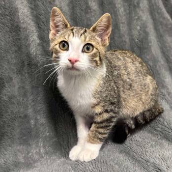 Rescue Domestic Short Hair Cats for Adoption in Tillsonburg, Ontario - SUNNIE | PetCurious