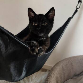 Void -  Domestic Short Hair Cat for Adoption in NEW PT RICHEY, Florida - Void | PetCurious