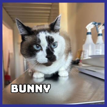 Domestic Short Hair and Snowshoe Cats Available for Adoption in Glenwood, Minnesota - Bunny | PetCurious