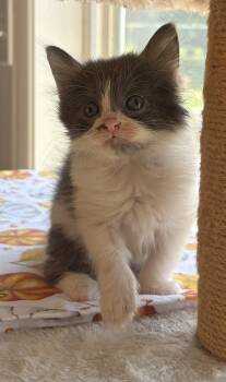 Tatter -  Domestic Long Hair Cat for Adoption in Bethel, Ohio - Tatter | PetCurious