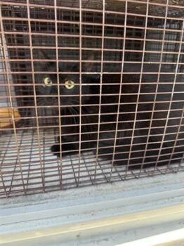 Domestic Short Hair Cats Available for Adoption in Houston, Texas - A655876 | PetCurious