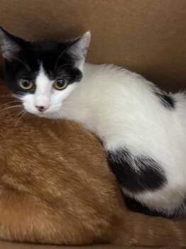 Domestic Short Hair Cats Available for Adoption in West Chester, Pennsylvania - Olandria | PetCurious