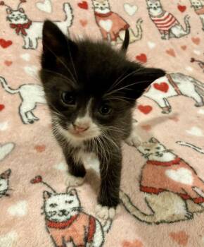 Flash -  Domestic Short Hair Cat for Adoption in West Mifflin, Pennsylvania - Flash | PetCurious