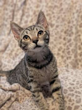 Mirage -  Domestic Short Hair Cat for Adoption in Phoenix, Arizona - Mirage | PetCurious