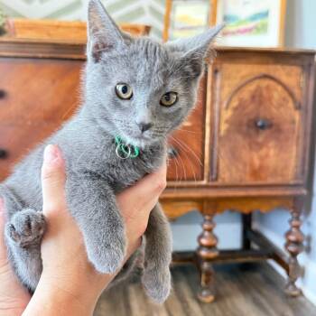 Rocky -  Domestic Short Hair Cat for Adoption in Lyndhurst, Virginia - Rocky | PetCurious