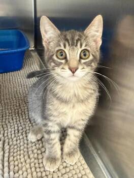 Domestic Short Hair Cats Available for Adoption in Maryville, Missouri - Petey | PetCurious