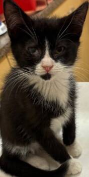 Rescue Domestic Short Hair Cats for Adoption in Elizabethton, Tennessee - ANNIKA | PetCurious