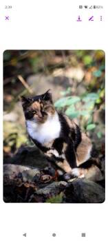 Violet -  Domestic Short Hair Cat for Adoption in Cromwell, Kentucky - Violet | PetCurious