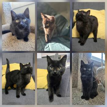 Gracie -  Domestic Short Hair Cat for Adoption in Winnipeg, Manitoba - Gracie | PetCurious