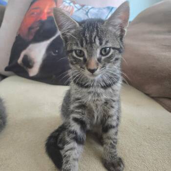 Bart -  Domestic Short Hair Cat for Adoption in Folsom, Louisiana - Bart | PetCurious