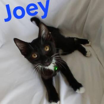Joey C11968 -  Domestic Short Hair Cat for Adoption - Joey C11968 | PetCurious