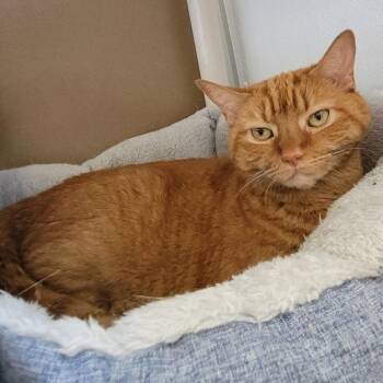 Bowser -  Domestic Short Hair Cat for Adoption in Des Moines, Iowa - Bowser | PetCurious
