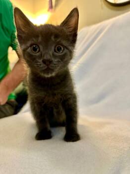 Rescue Domestic Short Hair Cats for Adoption in Marion, North Carolina - Penny (Community Assist) | PetCurious