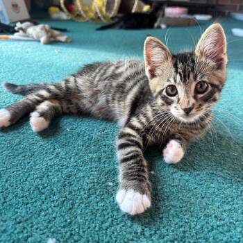 Tiger Pounce 56123 -  Domestic Short Hair Cat for Adoption in Eaton Rapids, Michigan - Tiger Pounce 56123 | PetCurious