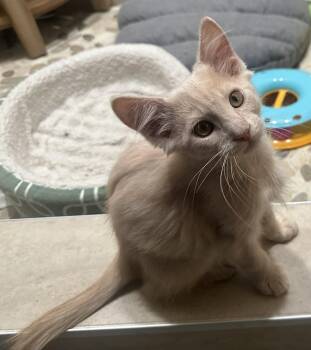 Rescue Domestic Medium Hair Cats for Adoption in Tehachapi, California - Queso | PetCurious