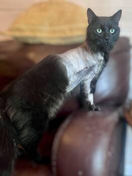Domestic Long Hair Cats Available for Adoption in Algood, Tennessee - Cinder - TRIPAWD | PetCurious
