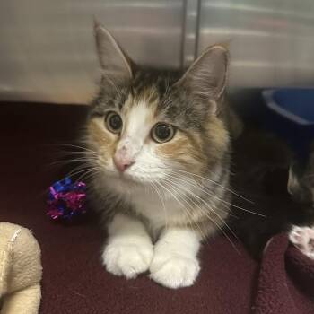 Domestic Long Hair Cats Available for Adoption in Titusville, Florida - Eris | PetCurious