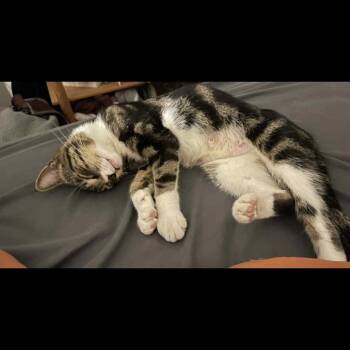 Rescue Domestic Short Hair Cats for Adoption in Pasadena, Maryland - Liza | PetCurious