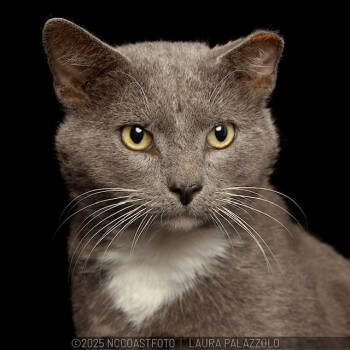 Rescue Domestic Short Hair Cats for Adoption in Emerald Isle, North Carolina - Gray | PetCurious